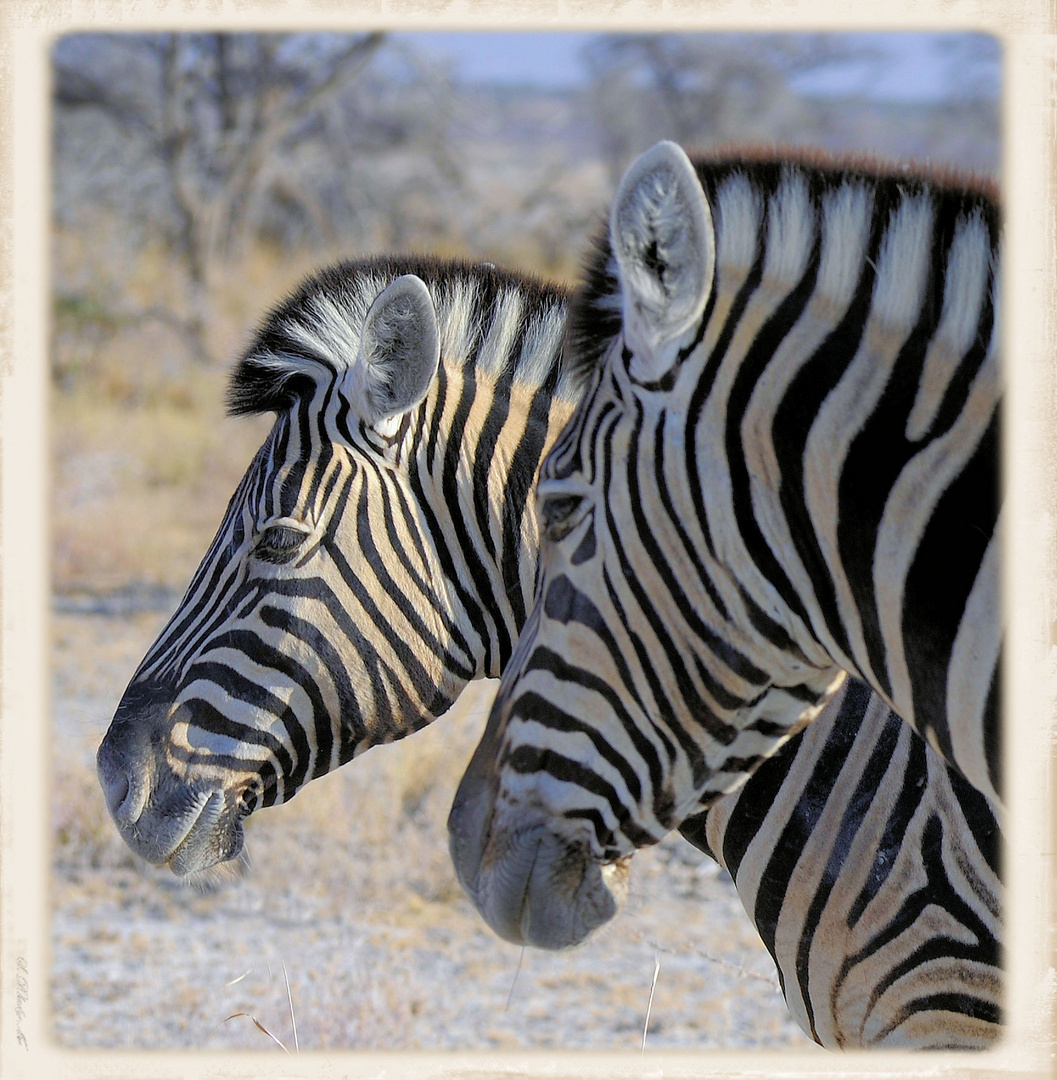 Zebra