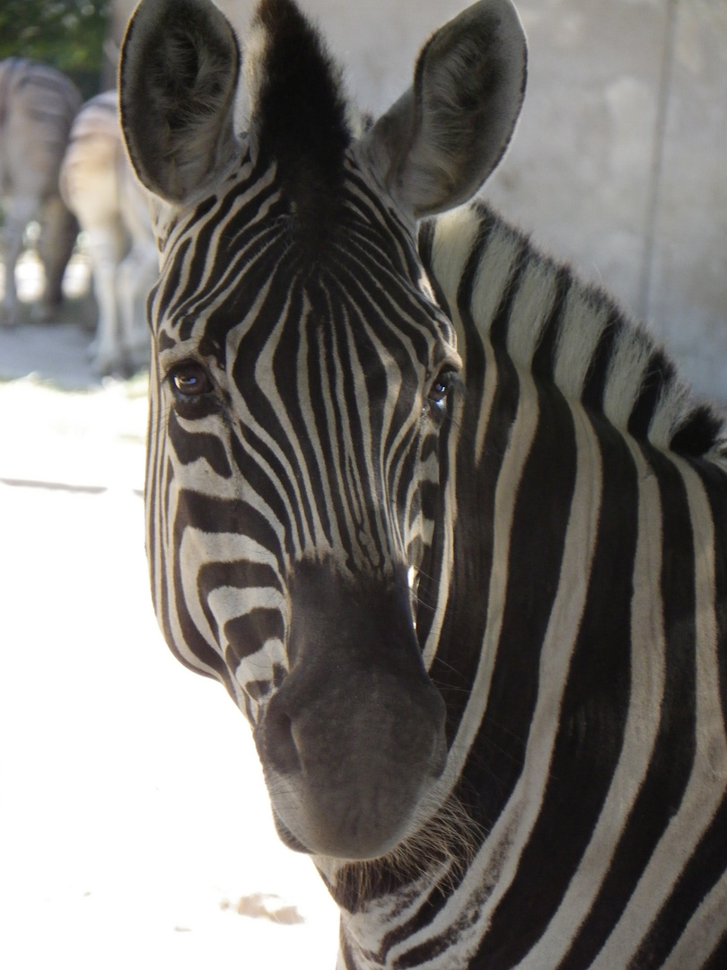 Zebra