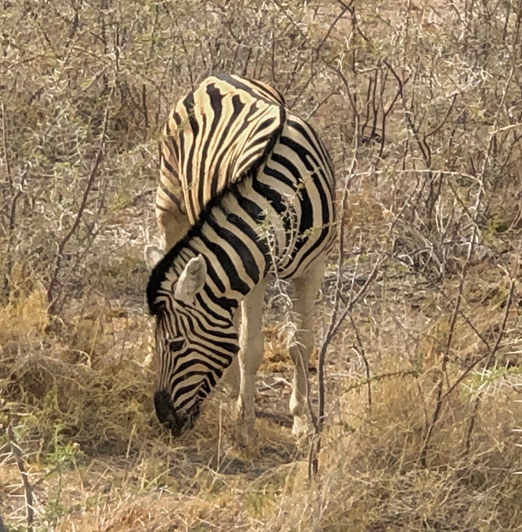 Zebra al pascolo