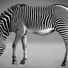 zebra-alleine