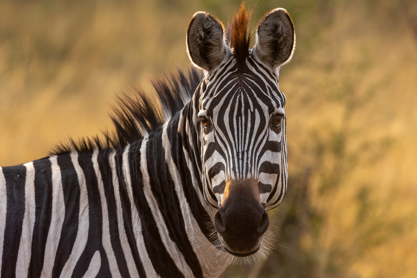 Zebra am Abend