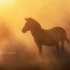 Zebra am Mara River