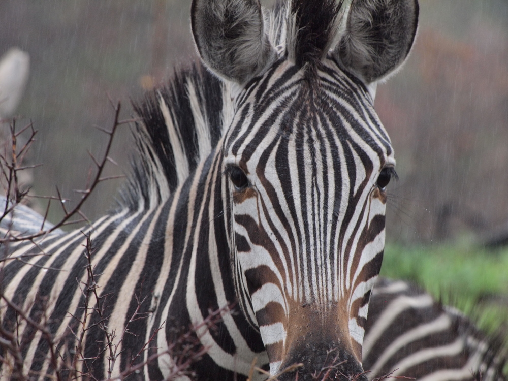 Zebra am Morgen