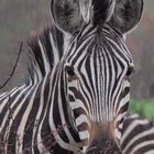 Zebra am Morgen