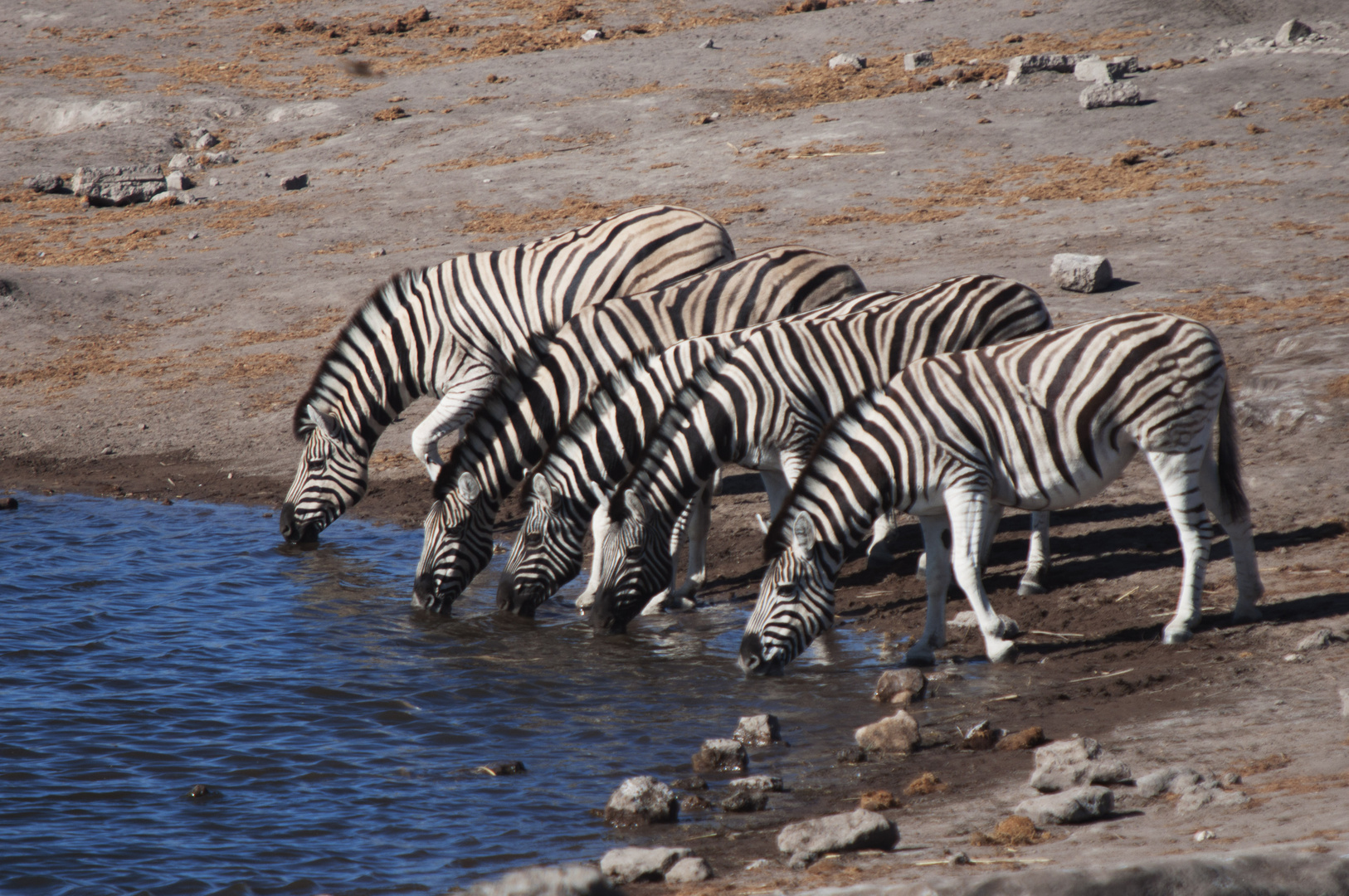 Zebra am Wasserloch