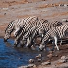 Zebra am Wasserloch