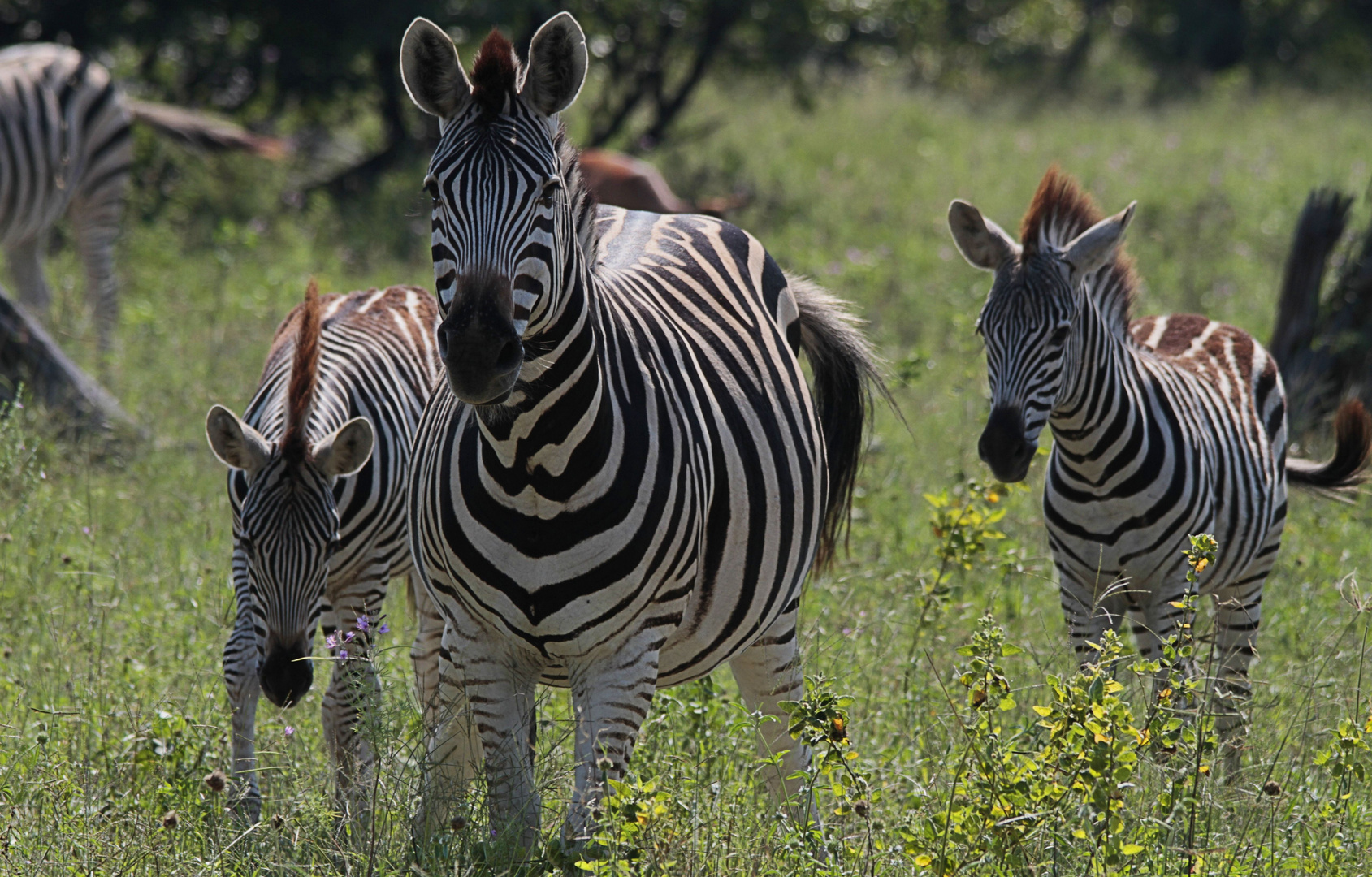 Zebra-Arten
