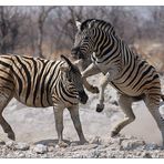 Zebra Attacke