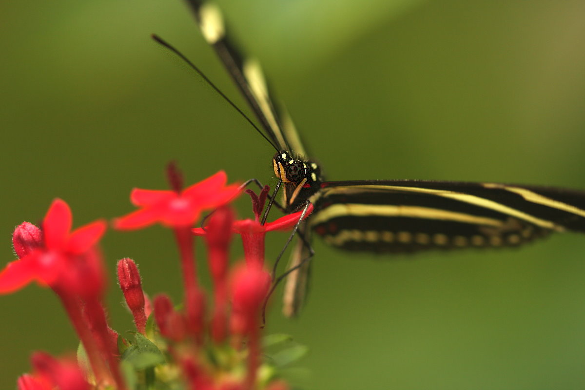 Zebra auf Blume