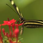 Zebra auf Blume