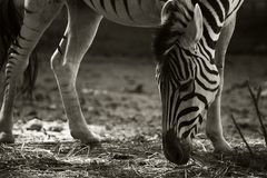 Zebra auf Futtersuche