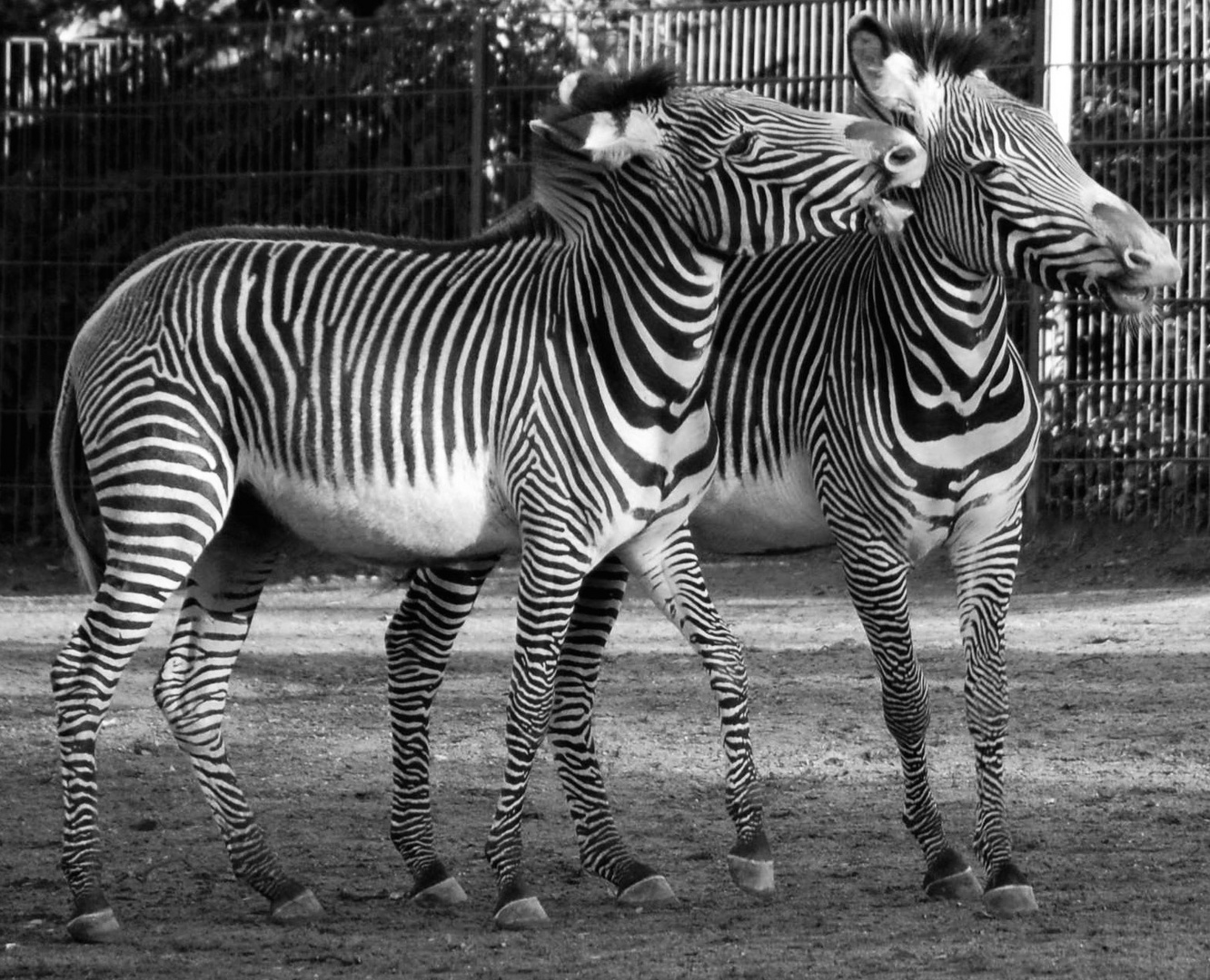 Zebra auf Kuschelkurs