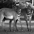 Zebra auf Kuschelkurs