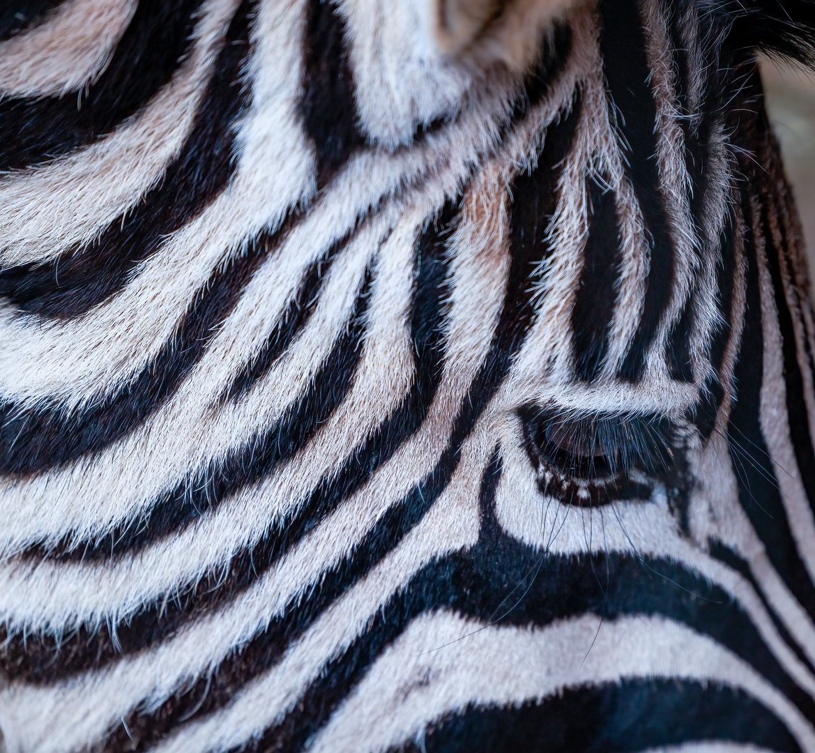 zebra-auge-31