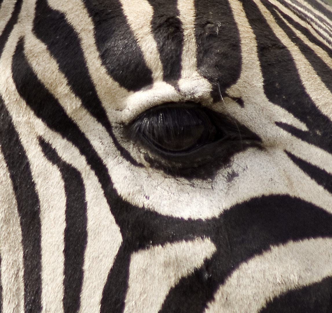 Zebra-Auge