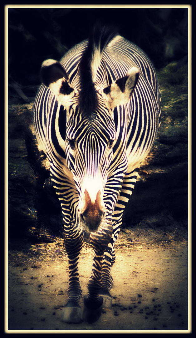 Zebra aus dem Osnabrücker Zoo