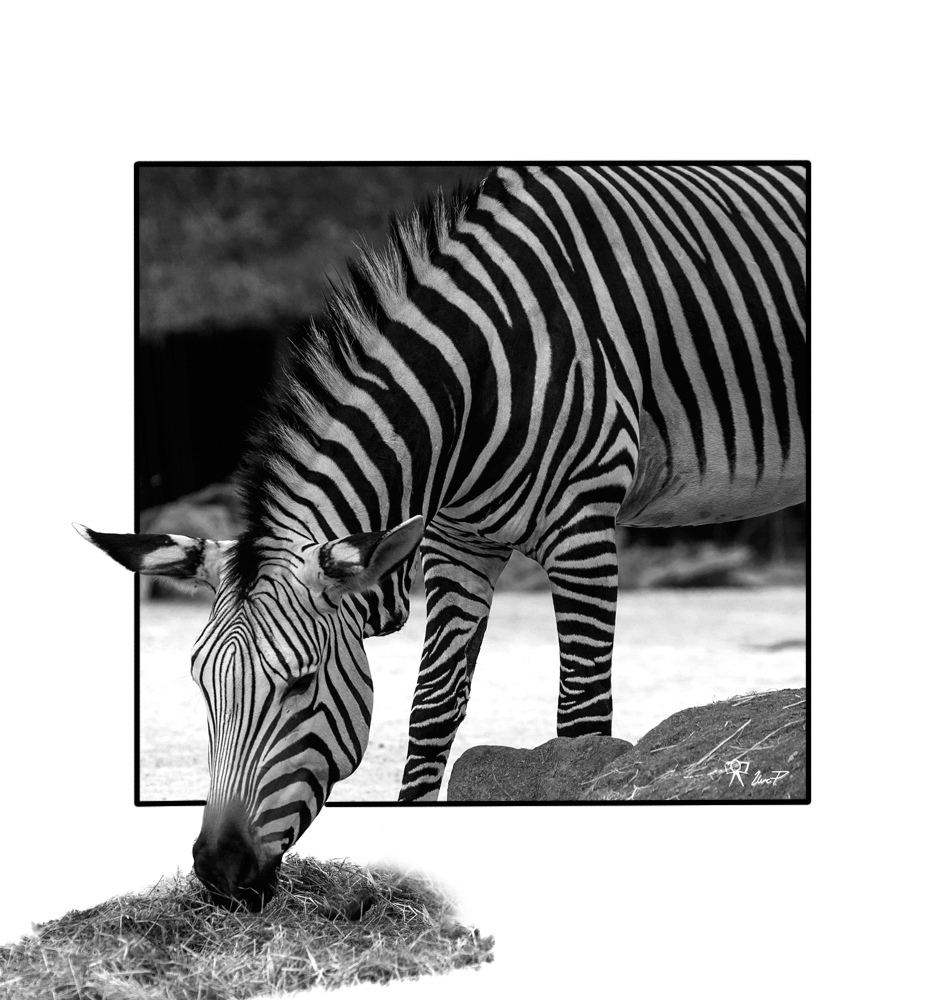Zebra aus dem Rahmen