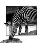 Zebra aus dem Rahmen