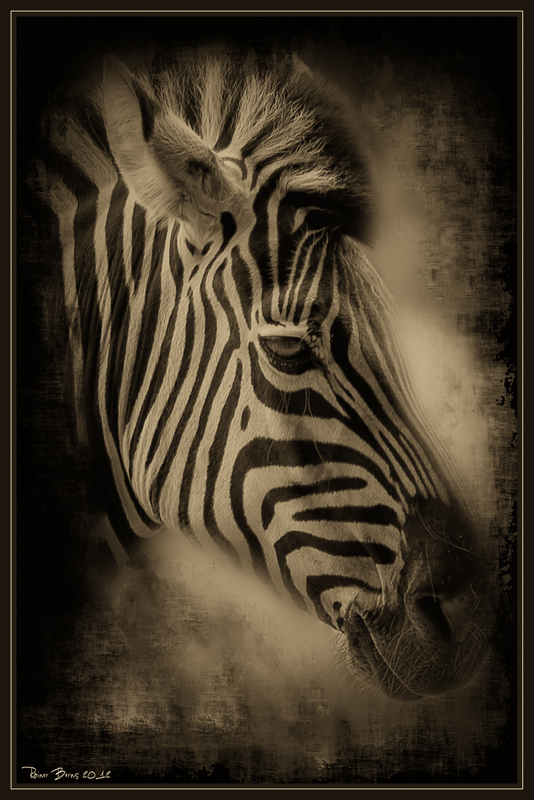 Zebra aus der Serie Wildlife