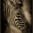 Zebra aus der Serie Wildlife