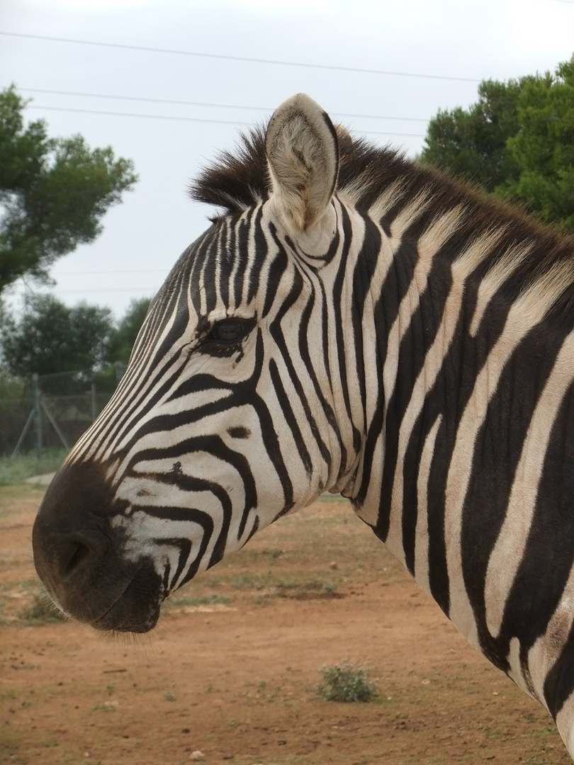 Zebra aus Safari