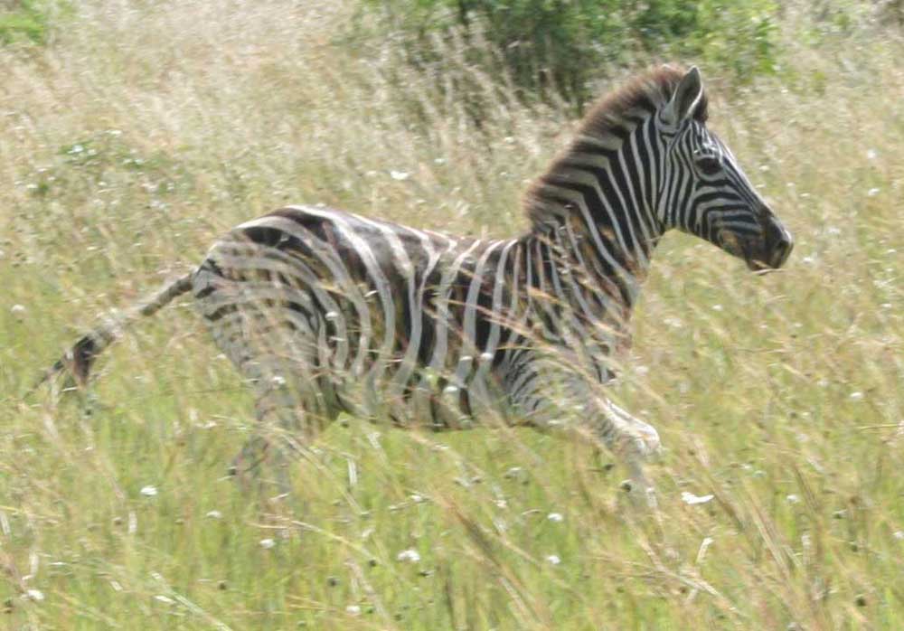 Zebra aus Südafrika