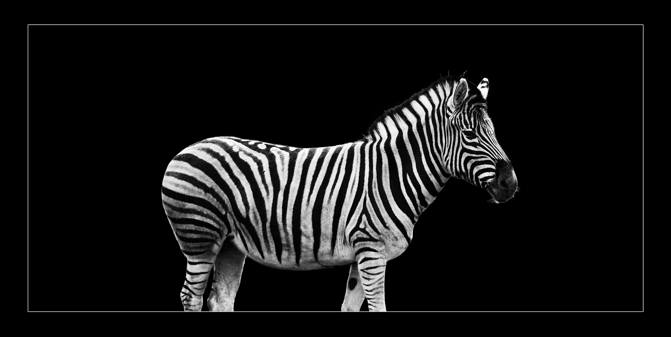 Zebra.