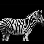 Zebra.