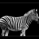 Zebra.