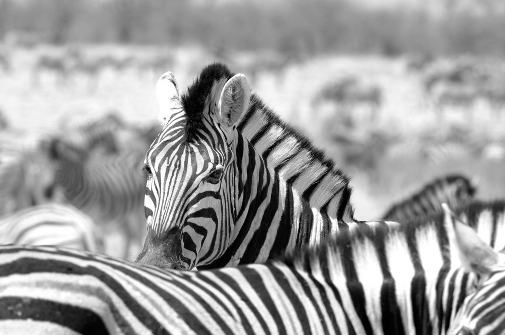 Zebra