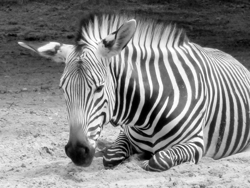 Zebra