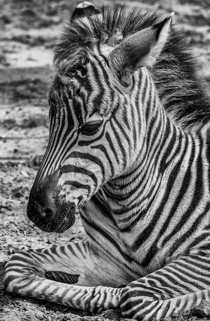 Zebra