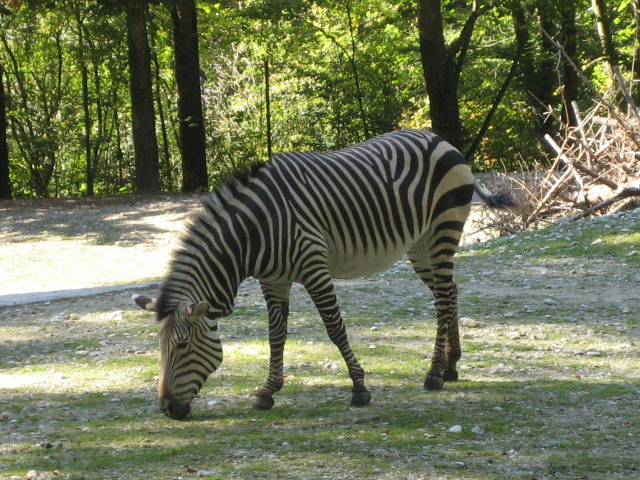 zebra