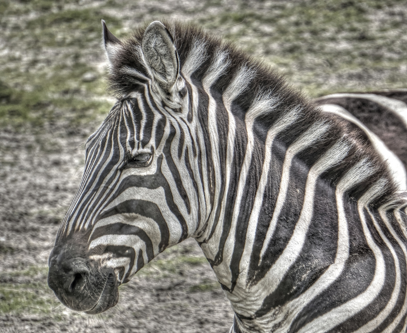 Zebra