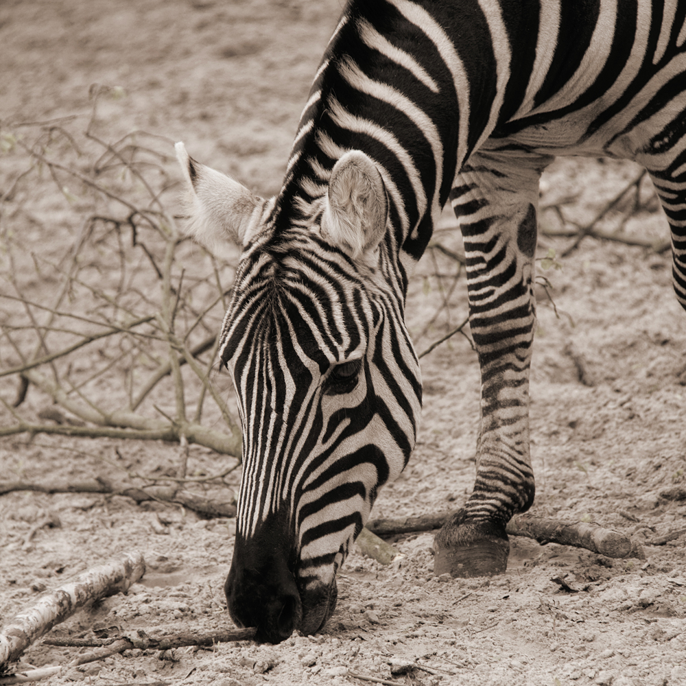 Zebra