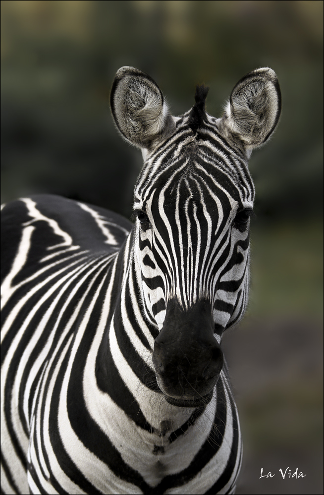 Zebra