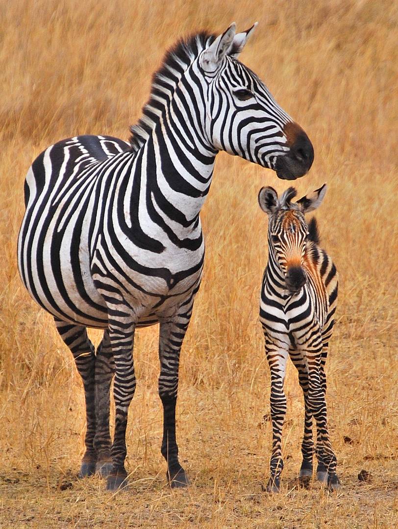 zebra