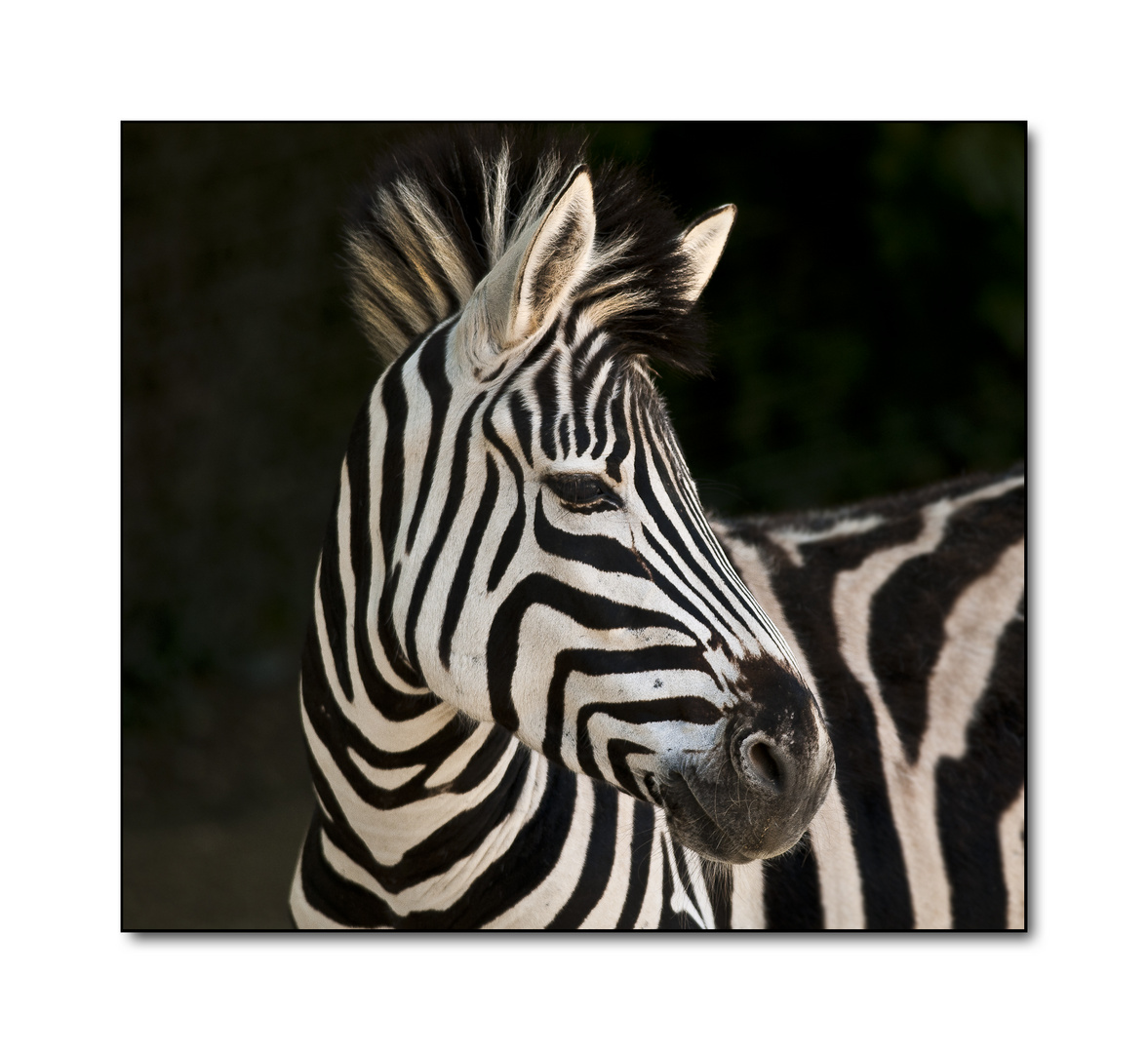 Zebra