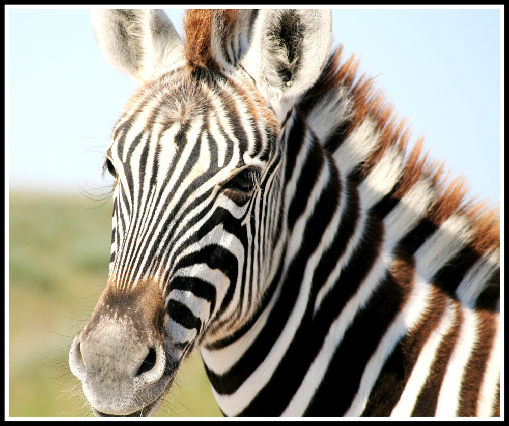 Zebra Baby