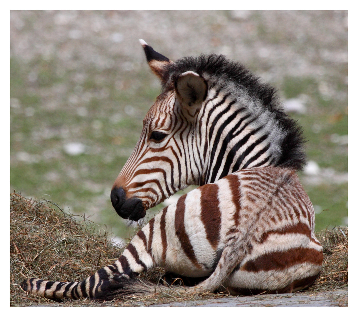 ZebraBaby Foto & Bild tiere, zoo, wildpark & falknerei, säugetiere Bilder auf