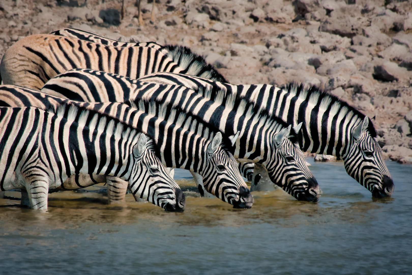 Zebra-Ballett am Wasserloch