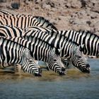 Zebra-Ballett am Wasserloch