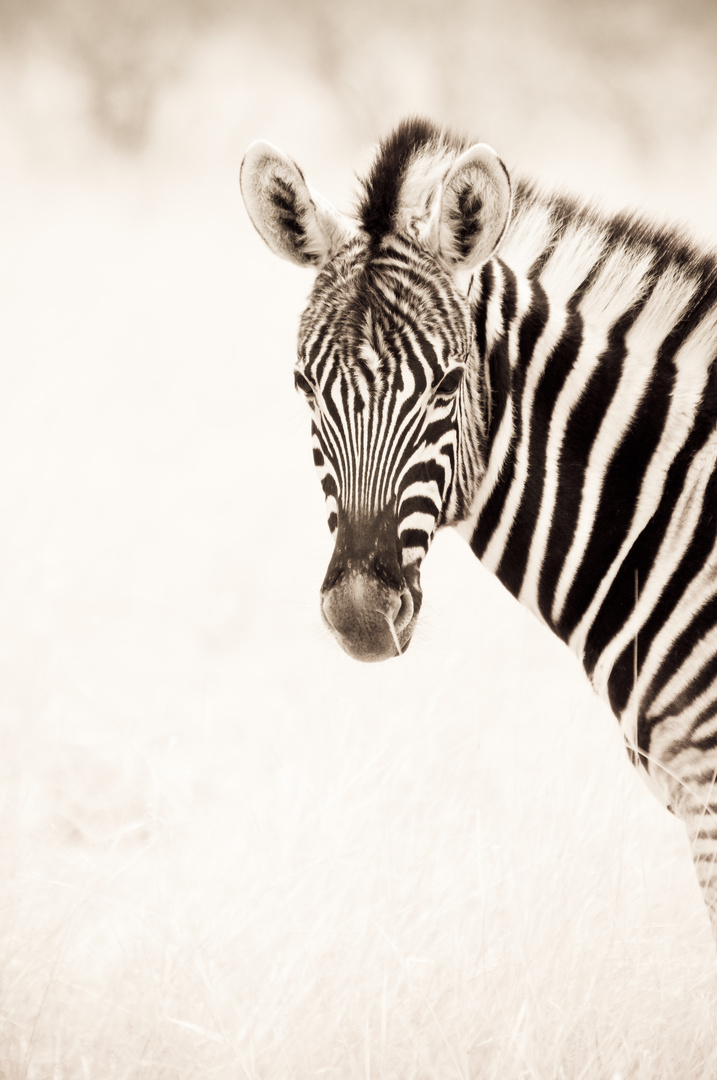 Zebra