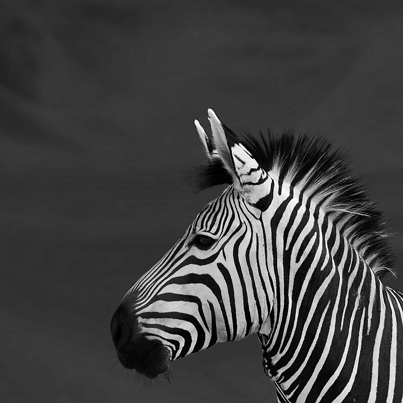 zebra bearbeitet