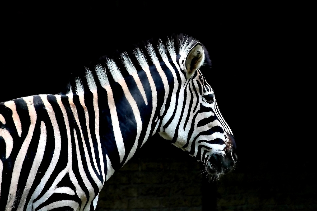 Zebra