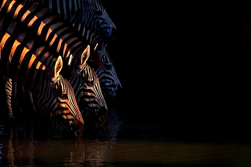 Zebra bei Sonnenuntergang