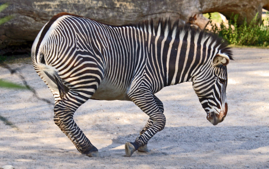 zebra beim baden