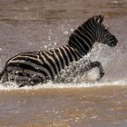 Zebra beim Crossing