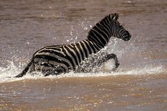 Zebra beim Crossing