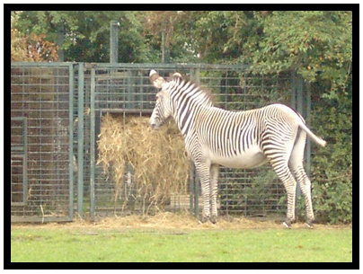 Zebra beim Fressen